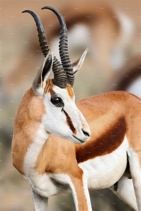Springbok Images .
